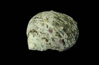 藏品(臺灣蠑螺)的圖片